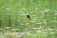 Arundinicola leucocephala