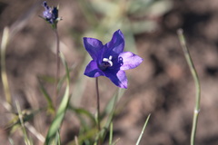 Campanula parryi