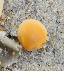 Cardiidae