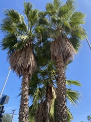 Washingtonia robusta