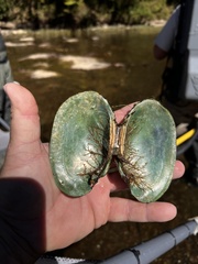 Lampsilis straminea