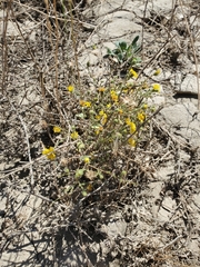 Lessingia glandulifera