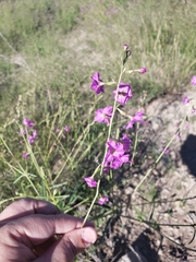 Cyphomeris gypsophiloides