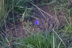 Campanula parryi