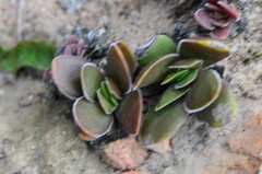 Crassula nudicaulis