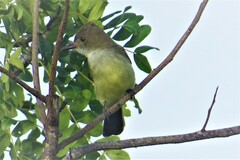 Myiarchus tyrannulus