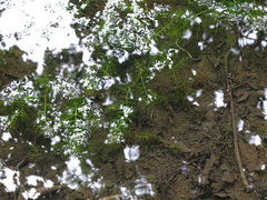 Ceratophyllum submersum