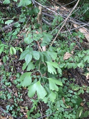 Ginkgo biloba