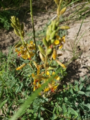 Hoffmannseggia glauca