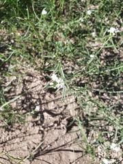 Euploca convolvulacea