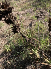 Salvia spathacea