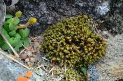 Pseudocrossidium crinitum