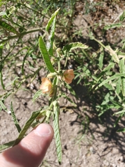 Sphaeralcea angustifolia