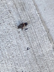 Lycorma delicatula