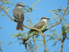 Tyrannus melancholicus