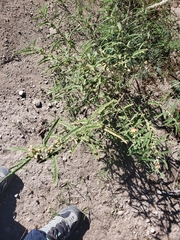 Sphaeralcea angustifolia