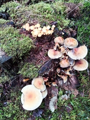 Hypholoma fasciculare
