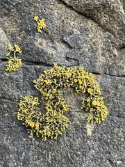 Polycauliona coralloides