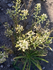 Brassicaceae