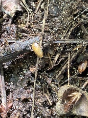 Ectobius pallidus