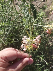 Oenothera suffrutescens