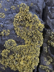 Polycauliona coralloides