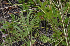 Polemonium pulcherrimum