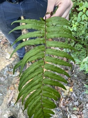 Homalosorus pycnocarpos