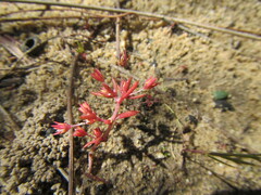 Crassula decumbens