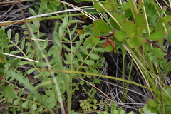 Polemonium pulcherrimum