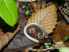 Pachyiulus krivolutskyi