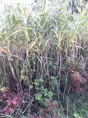 Phragmites australis americanus