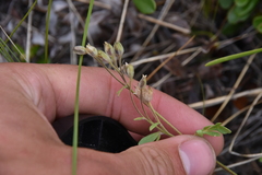 Polemonium pulcherrimum