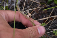 Polemonium pulcherrimum