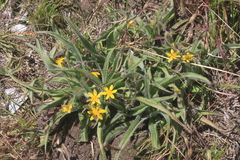 Hypoxis villosa