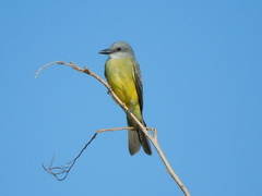 Tyrannus melancholicus