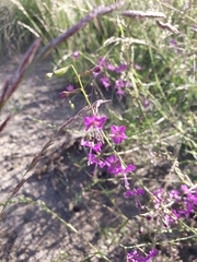 Cyphomeris gypsophiloides