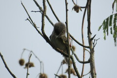 Hemitriccus margaritaceiventer