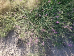 Cyphomeris gypsophiloides