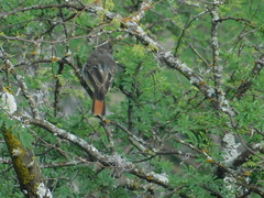 Myiarchus tyrannulus