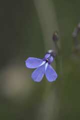 Lobelia linearis