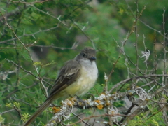 Myiarchus tyrannulus