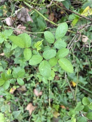 Rosa multiflora