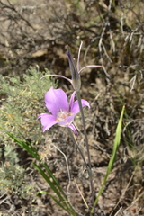 Calochortus macrocarpus