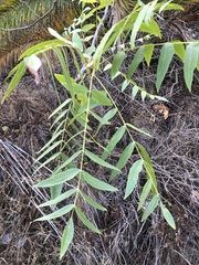 Juglans