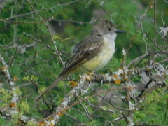 Myiarchus tyrannulus