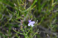 Lobelia linearis