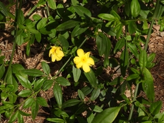 Jasminum mesnyi