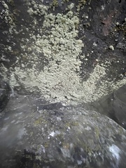 Leprocaulon americanum