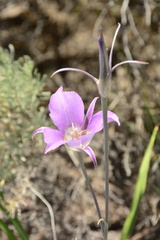 Calochortus macrocarpus